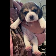 Beagle - Both