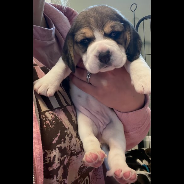Beagle - Both