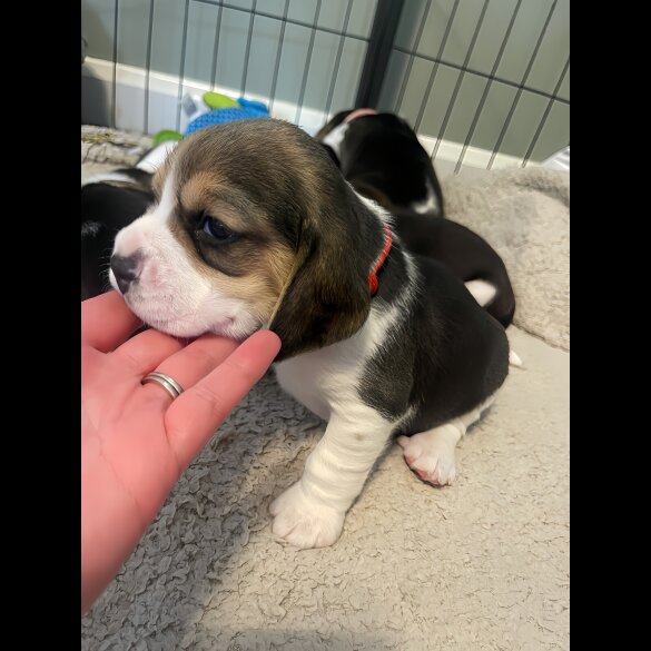 Beagle - Both