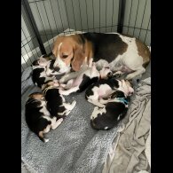 Beagle - Both