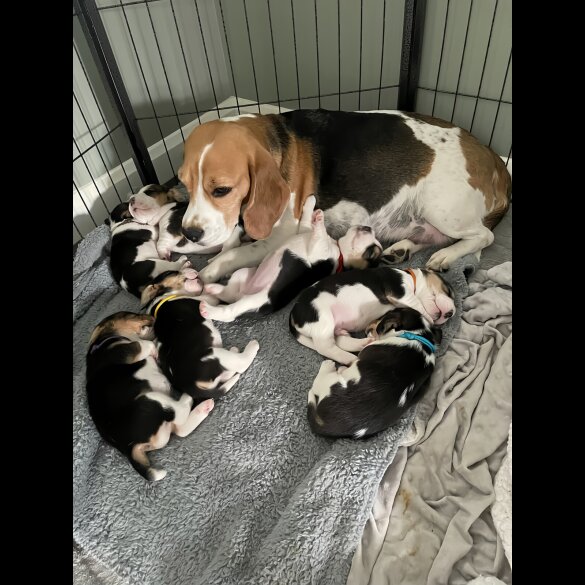 Beagle - Both