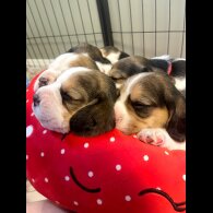 Beagle - Both