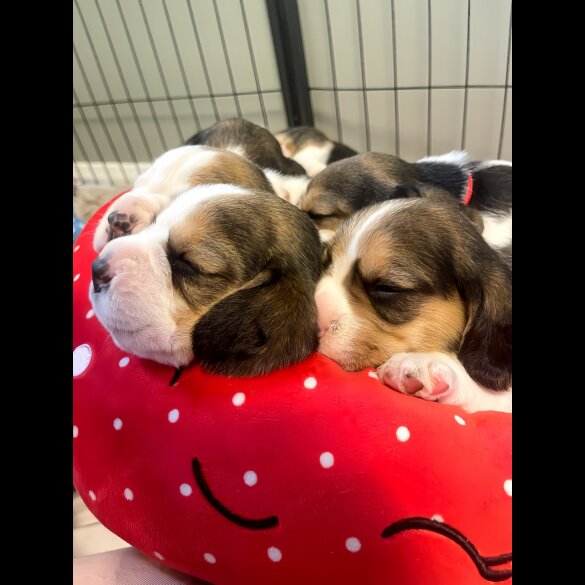 Beagle - Both
