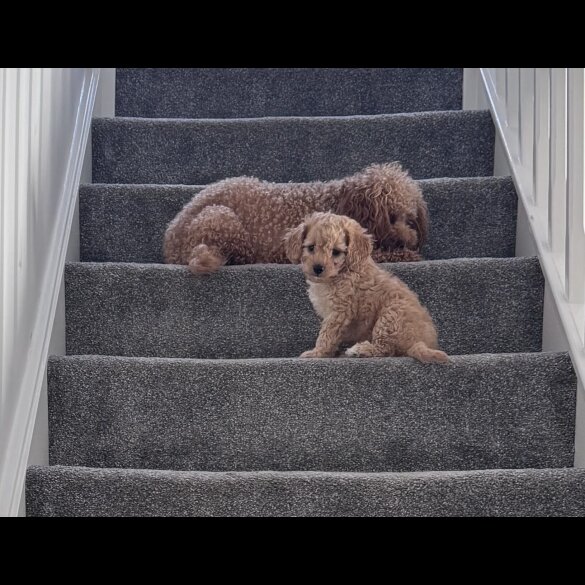 Toy Poodle - Both