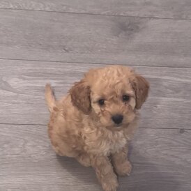 Toy Poodle - Both