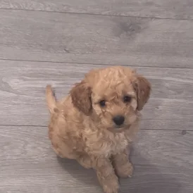Toy Poodle - Both