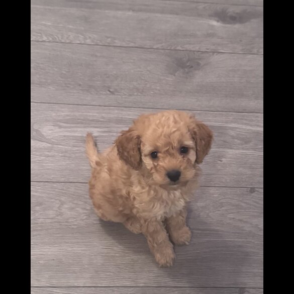 Toy Poodle - Both