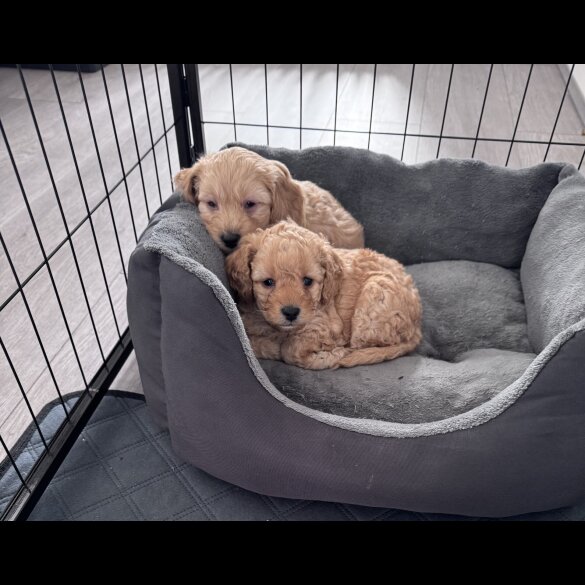 Toy Poodle - Both