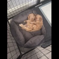 Toy Poodle - Both