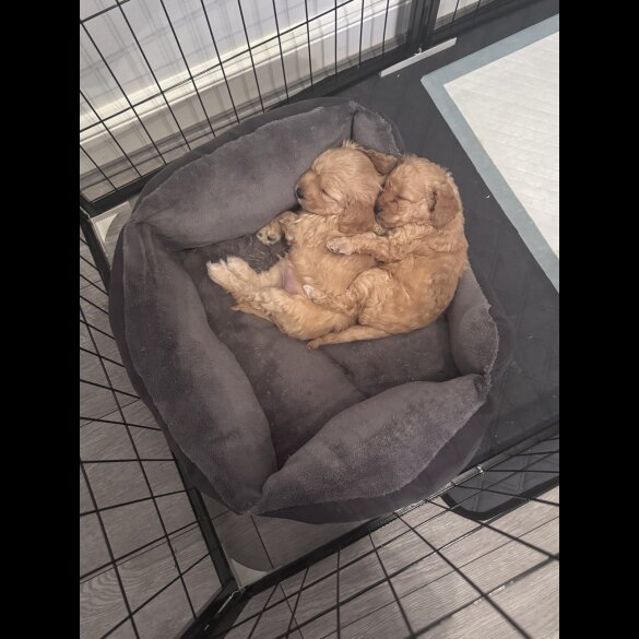 Toy Poodle - Both