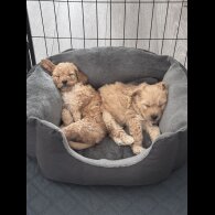 Toy Poodle - Both