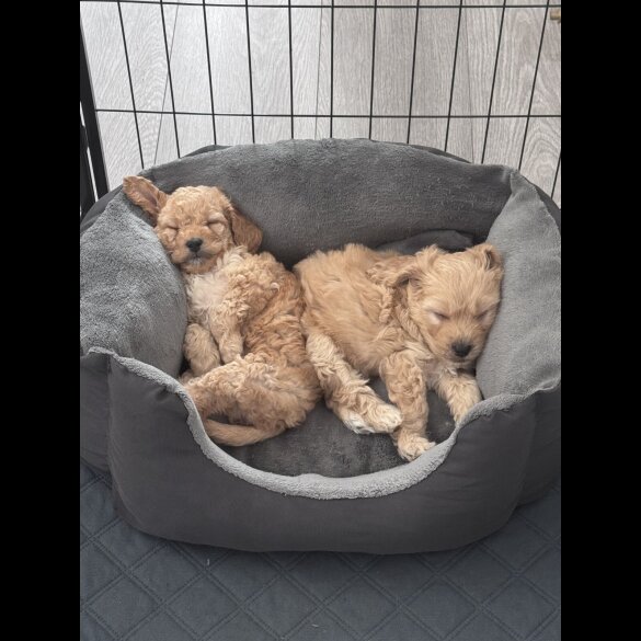 Toy Poodle - Both