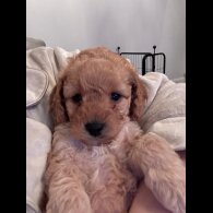 Toy Poodle - Both