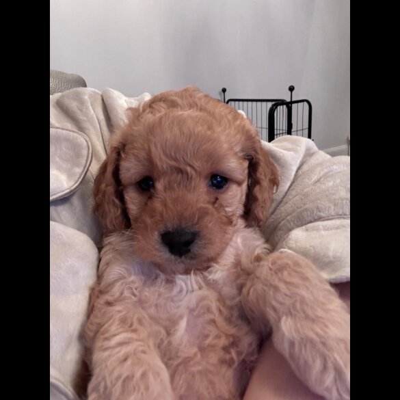 Toy Poodle - Both