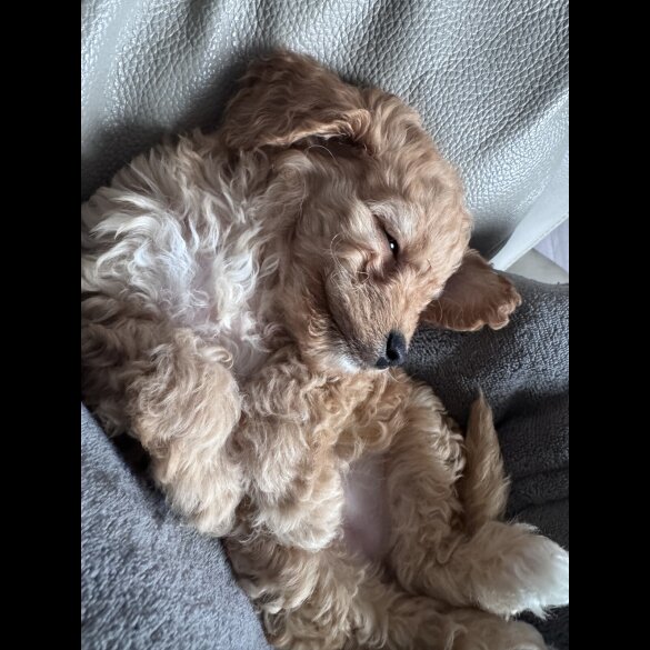Toy Poodle - Both