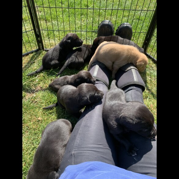 Labrador Retriever - Dogs