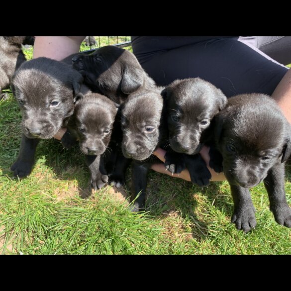Labrador Retriever - Dogs