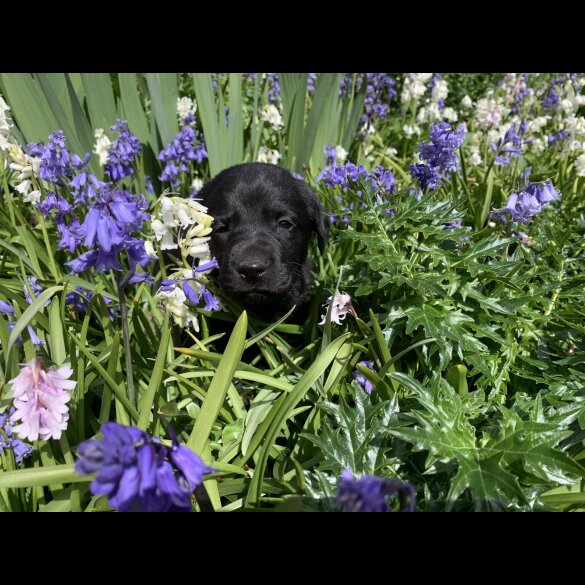 Labrador Retriever - Dogs