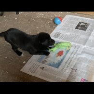 Labrador Retriever - Dogs