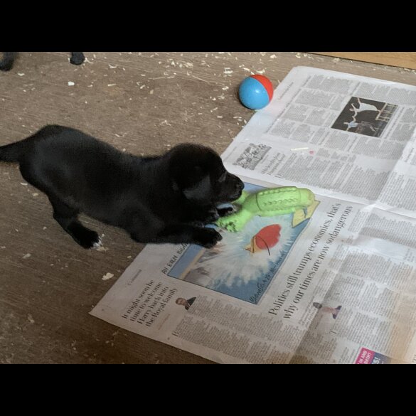 Labrador Retriever - Dogs