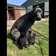 Labrador Retriever - Dogs