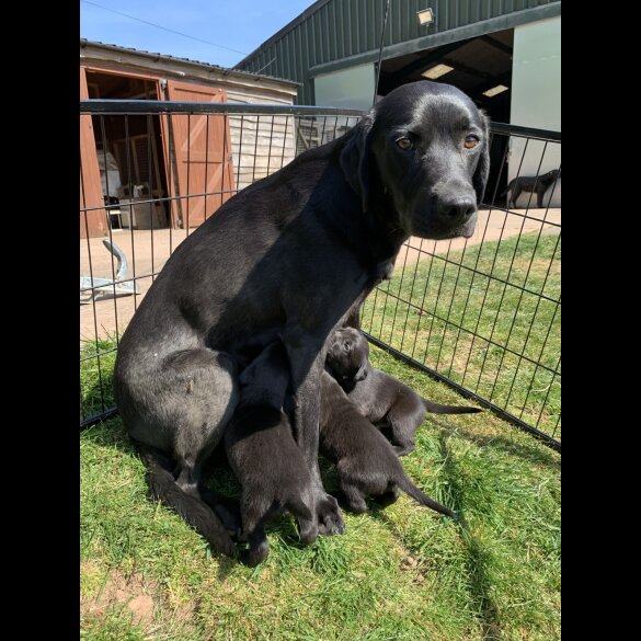 Labrador Retriever - Dogs