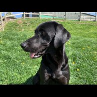 Labrador Retriever - Dogs