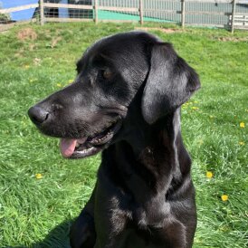 Labrador Retriever - Dogs