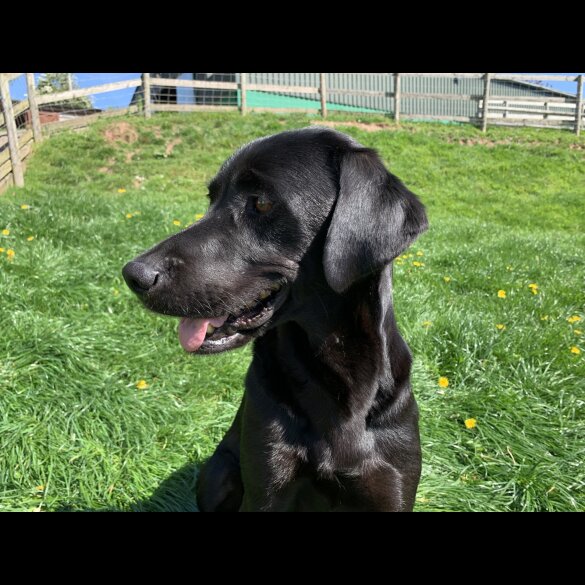 Labrador Retriever - Dogs
