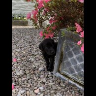 Labrador Retriever - Dogs