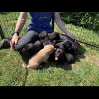 Labrador Retriever - Dogs