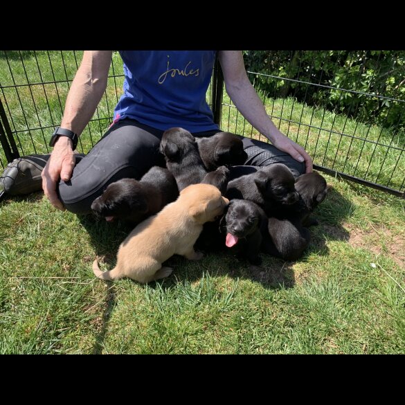 Labrador Retriever - Dogs
