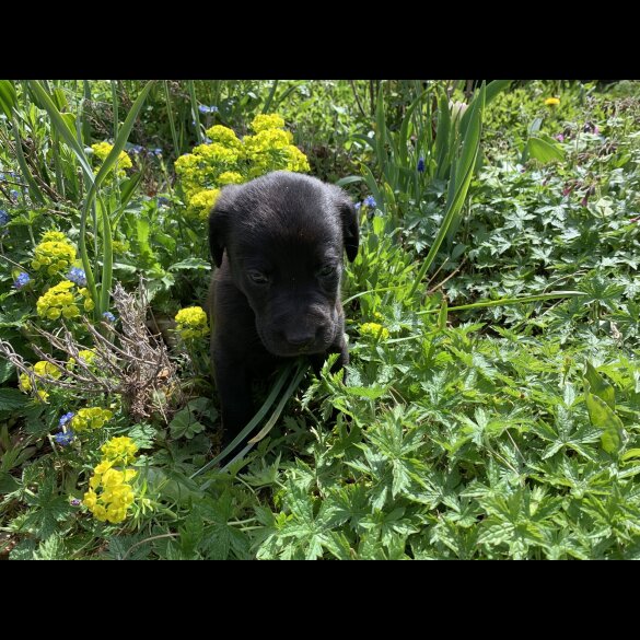 Labrador Retriever - Dogs