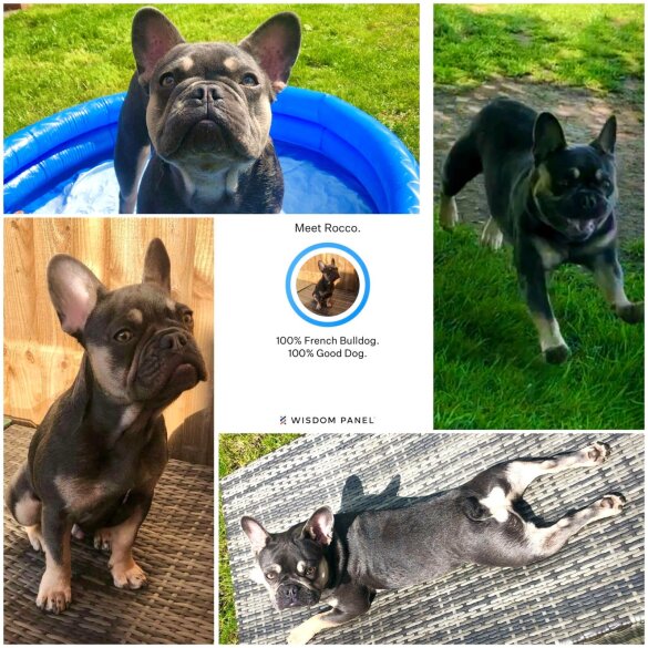 French Bulldog