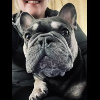 French Bulldog