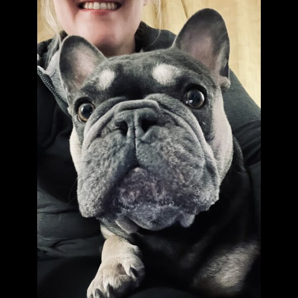 French Bulldog