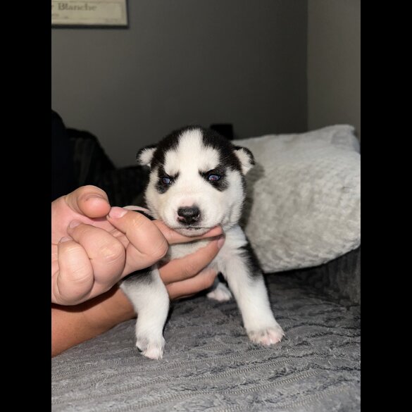Siberian Husky - Both