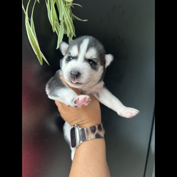 Siberian Husky - Both