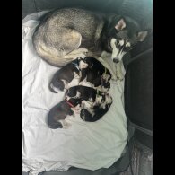 Siberian Husky - Both