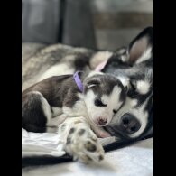 Siberian Husky - Both
