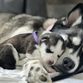 Siberian Husky - Both