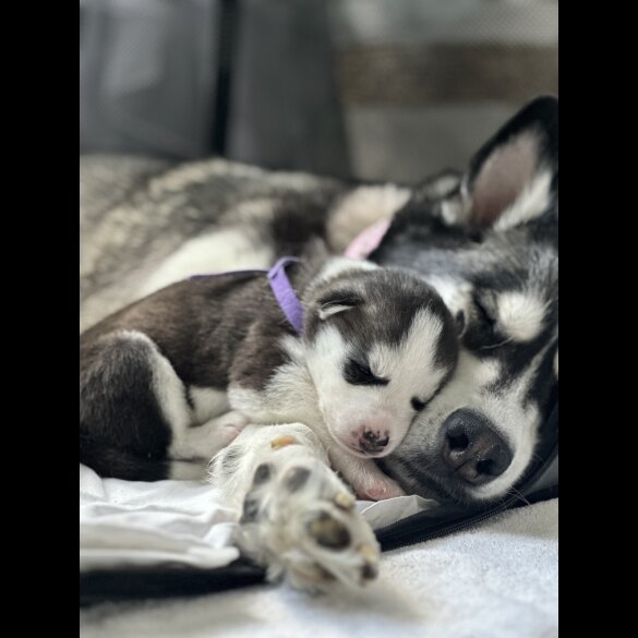 Siberian Husky - Both