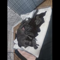 Staffordshire Bull Terrier - Bitches