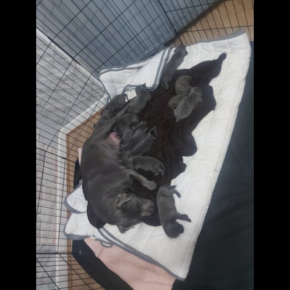 Staffordshire Bull Terrier - Bitches