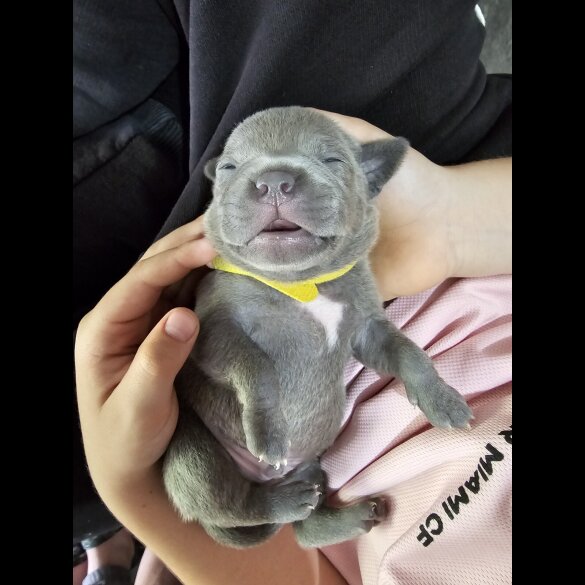 Staffordshire Bull Terrier - Both
