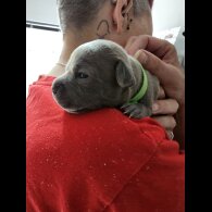 Staffordshire Bull Terrier - Both