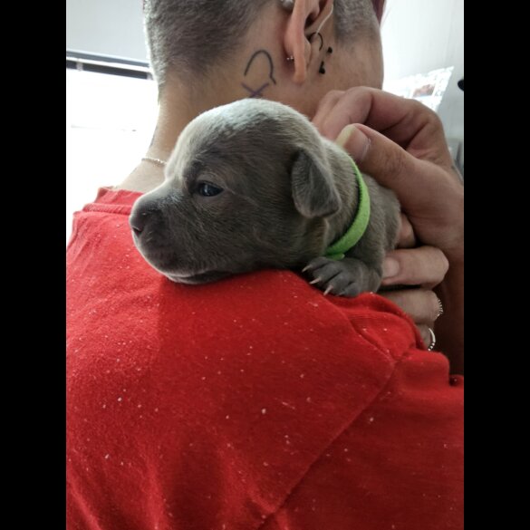 Staffordshire Bull Terrier - Both