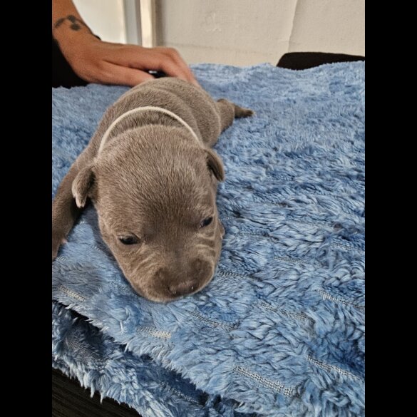Staffordshire Bull Terrier - Both