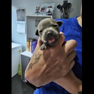 Staffordshire Bull Terrier - Both