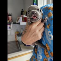 Staffordshire Bull Terrier - Both